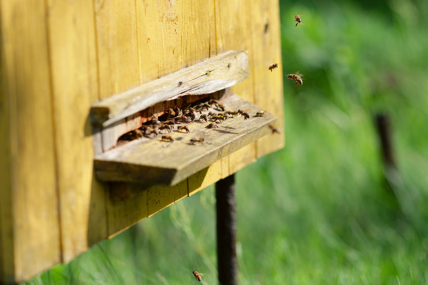 Bedrohte Bienen