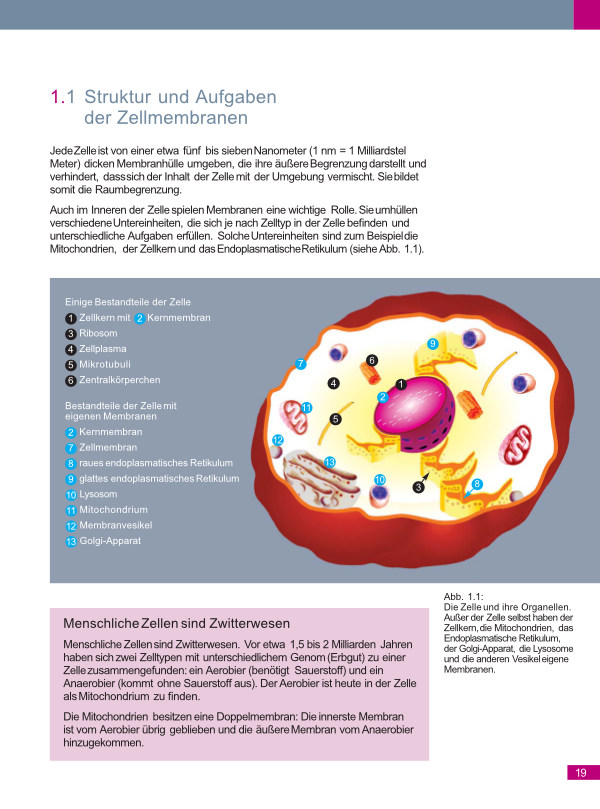 Leseprobe: Struktur und Aufgaben der Zellmembrane